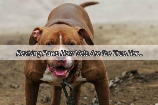 Reviving Paws How Vets Are the True Heroes of Furry Healing